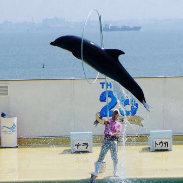 海豚海狮表演池在海洋世界的二楼,在入口处有一个"顺路"的标识牌.