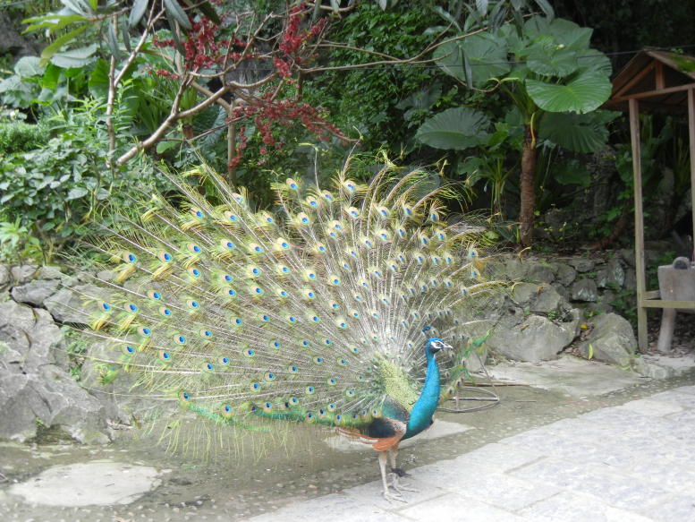 美丽的孔雀! 十里画廊