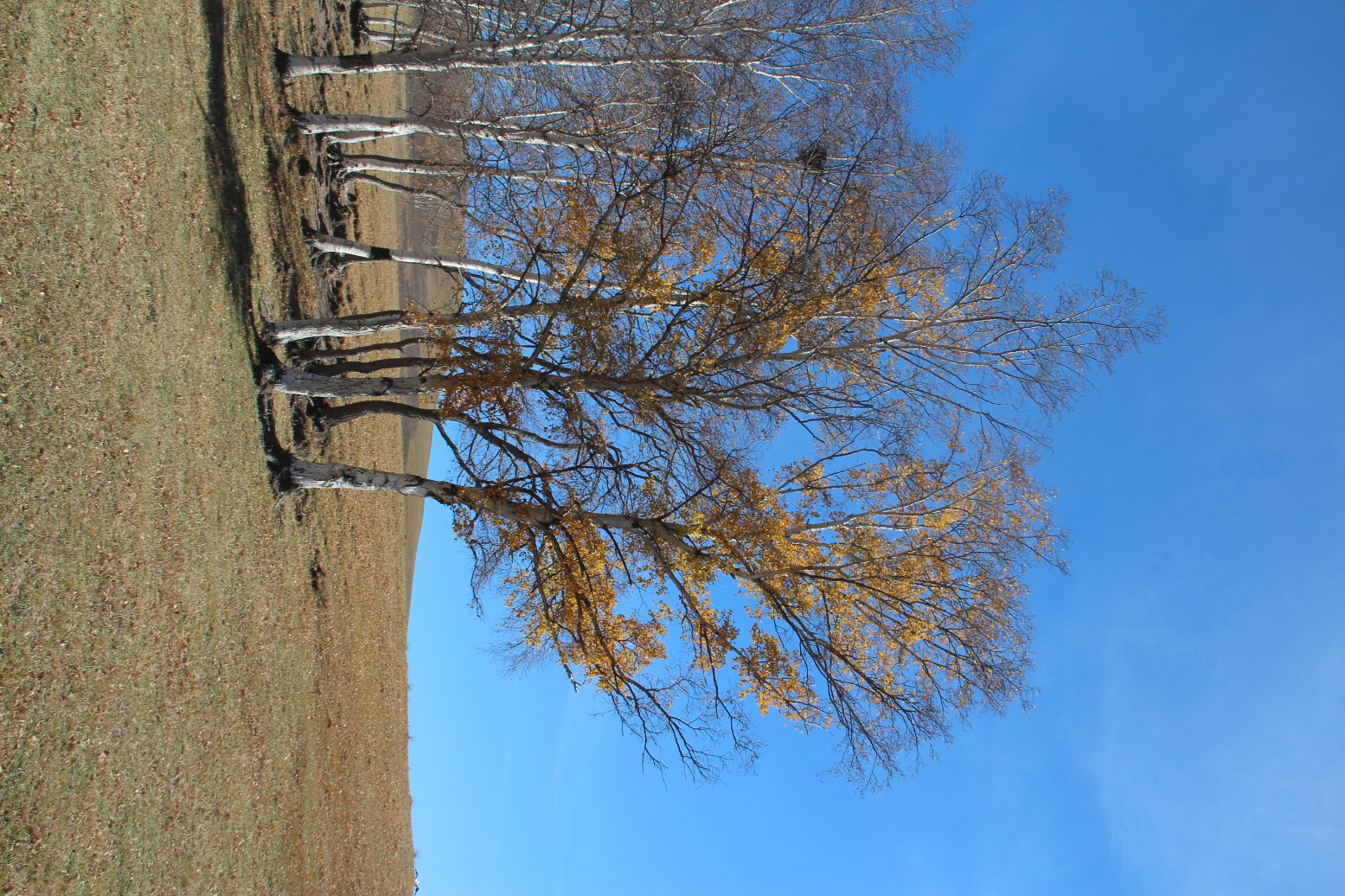 漂亮的白桦树. 坝上杨树背