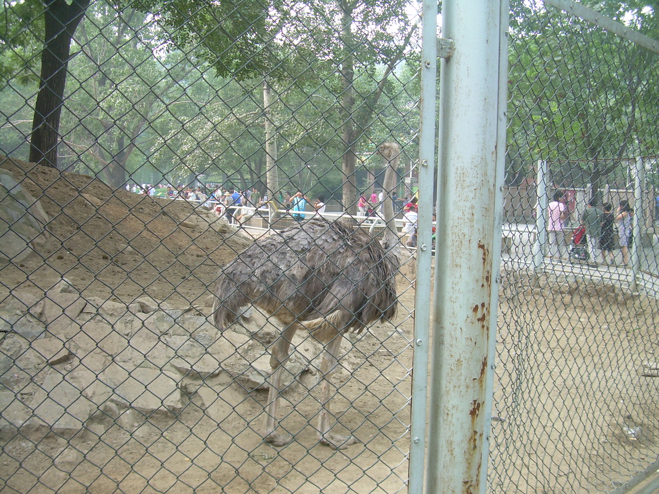 動物園裡的鴕鳥作文|動物園裡的鴕鳥作文200字