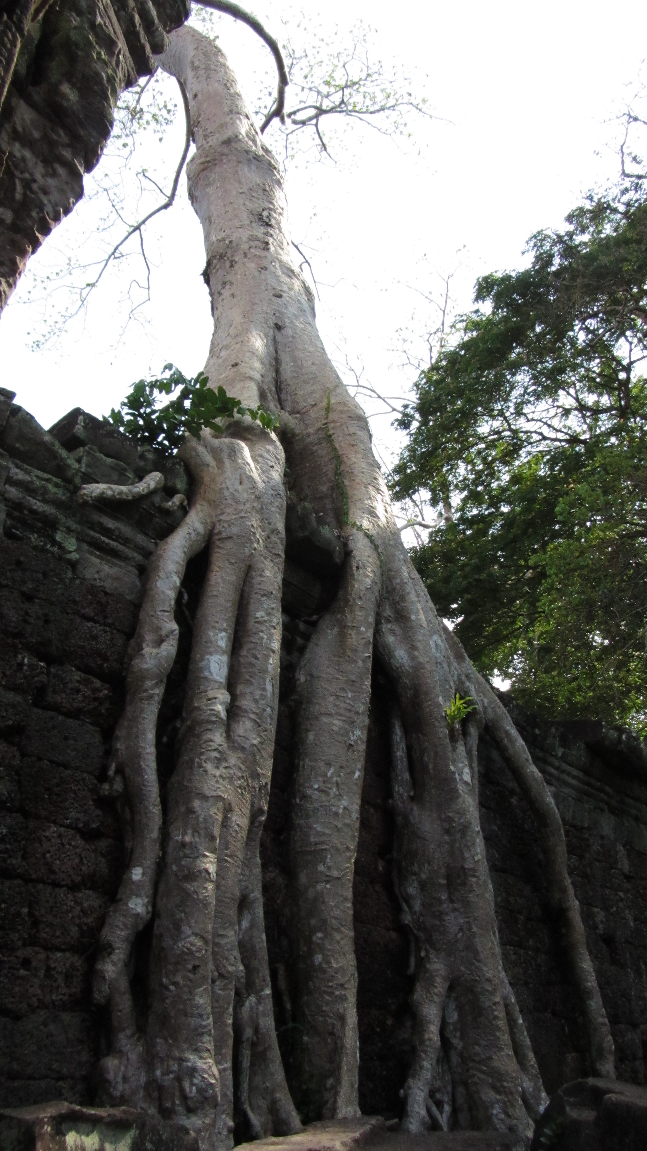 这里也有这样共生的树抱石 圣剑寺
