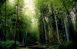 南投溪头自然教育园区天气预报 历史气温 旅游指数 溪头自然教育园区一周天气预报 携程攻略
