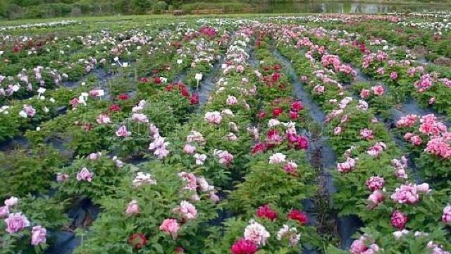 百花园门票,喀纳斯百花园攻略/地址/图片/门票价格【携程攻略】