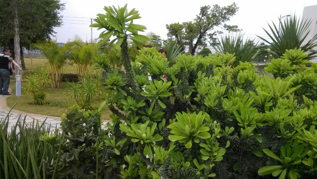 魅力广州无限极中药植物园