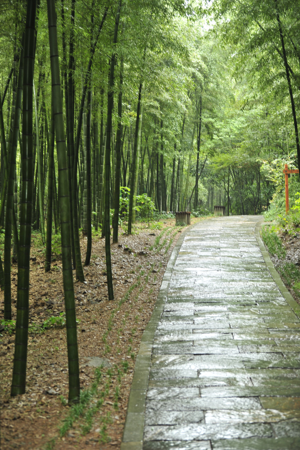 雨中游南山竹海,看潤物細無聲.