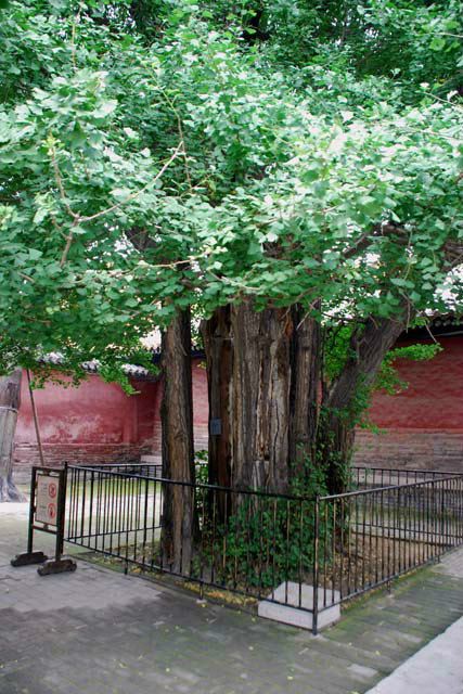 孔府树,孔府(第8页)_大山谷图库
