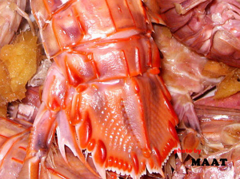 北戴河海鲜餐-大战皮皮虾(春季肥上市)