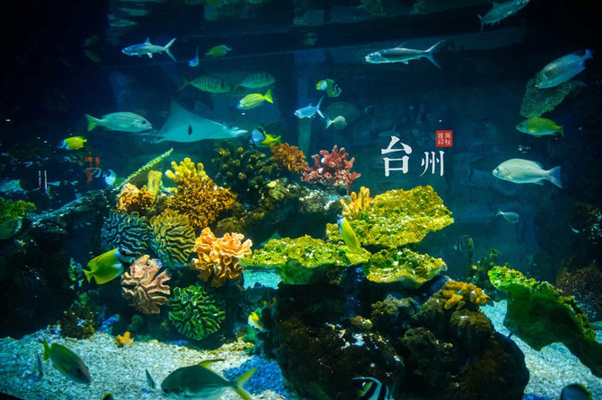 台州海洋世界—珊瑚礁生物馆