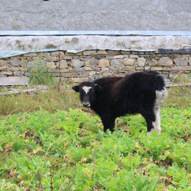 藏民家小牦牛犊.