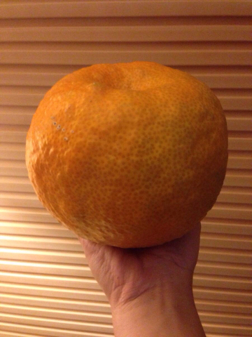 岛上卖的台湾桔子,其实是桔子和柚子杂交的品种,外形巨大,但味道一般.