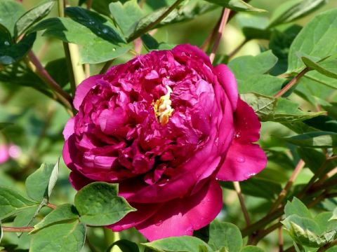 2014年大连百花迎春游园会