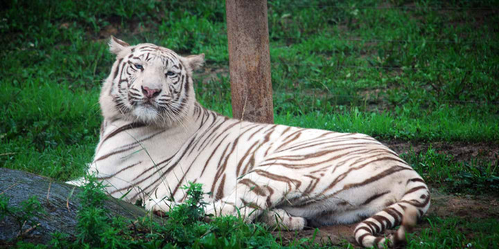 神游杭州野生动物园