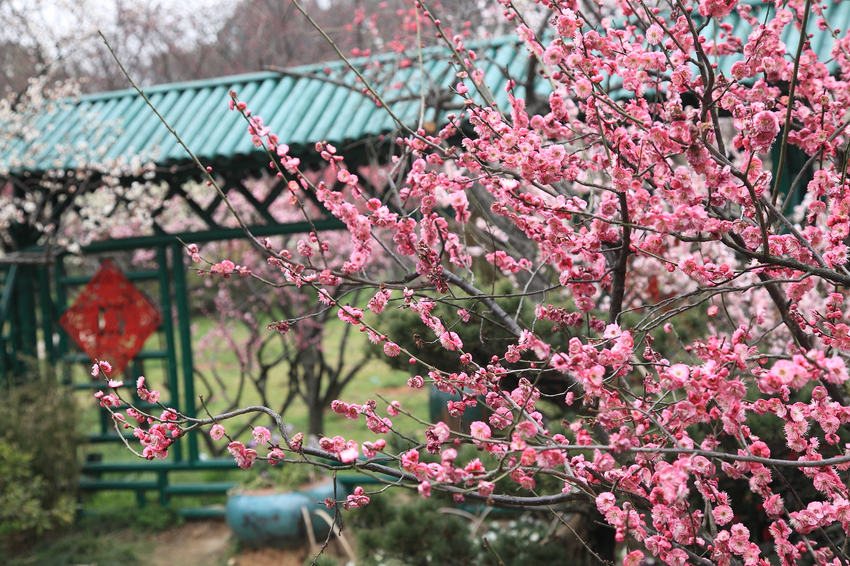 春季到无锡去探梅—无锡2日亲子自驾游 - 无锡游记攻略【携程攻略】