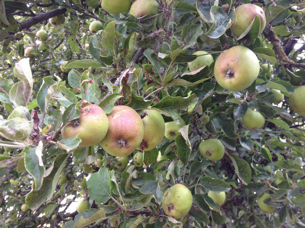 北京家庭新西兰南岛十一日自驾行图文攻略 签
