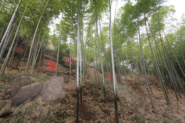 南山竹海,壽比南山,雞鳴三省