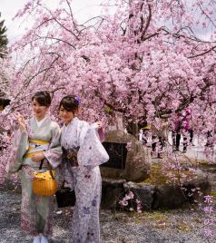 静冈县游记图文-去日本找春天，追着樱花由东往西