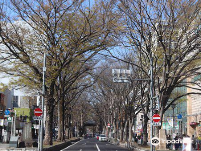 the road lined with japanese zelkova near babadaimon gate